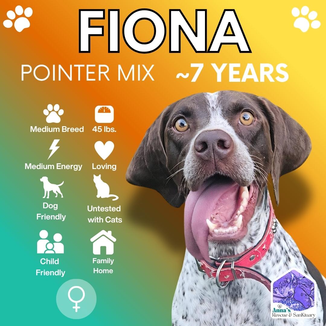 Fiona, ADOPTABLE, Adult Female Pointer.