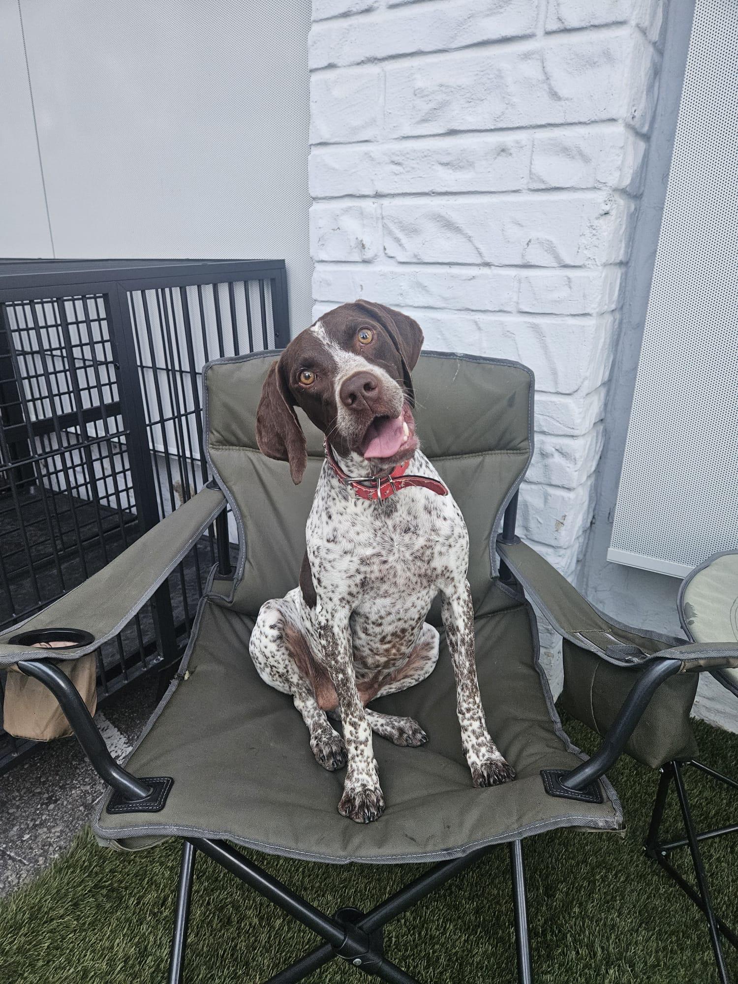Fiona, a ADOPTABLE mixed breed in Aurora, ON image 2/6