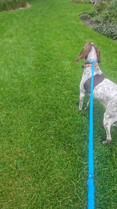Enlarge Fiona, a ADOPTABLE mixed breed in Aurora, ON video 3/6