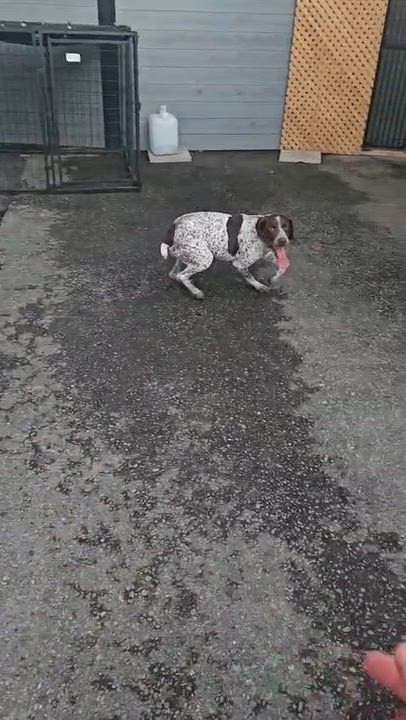 Enlarge Fiona, a ADOPTABLE mixed breed in Aurora, ON video 6/6