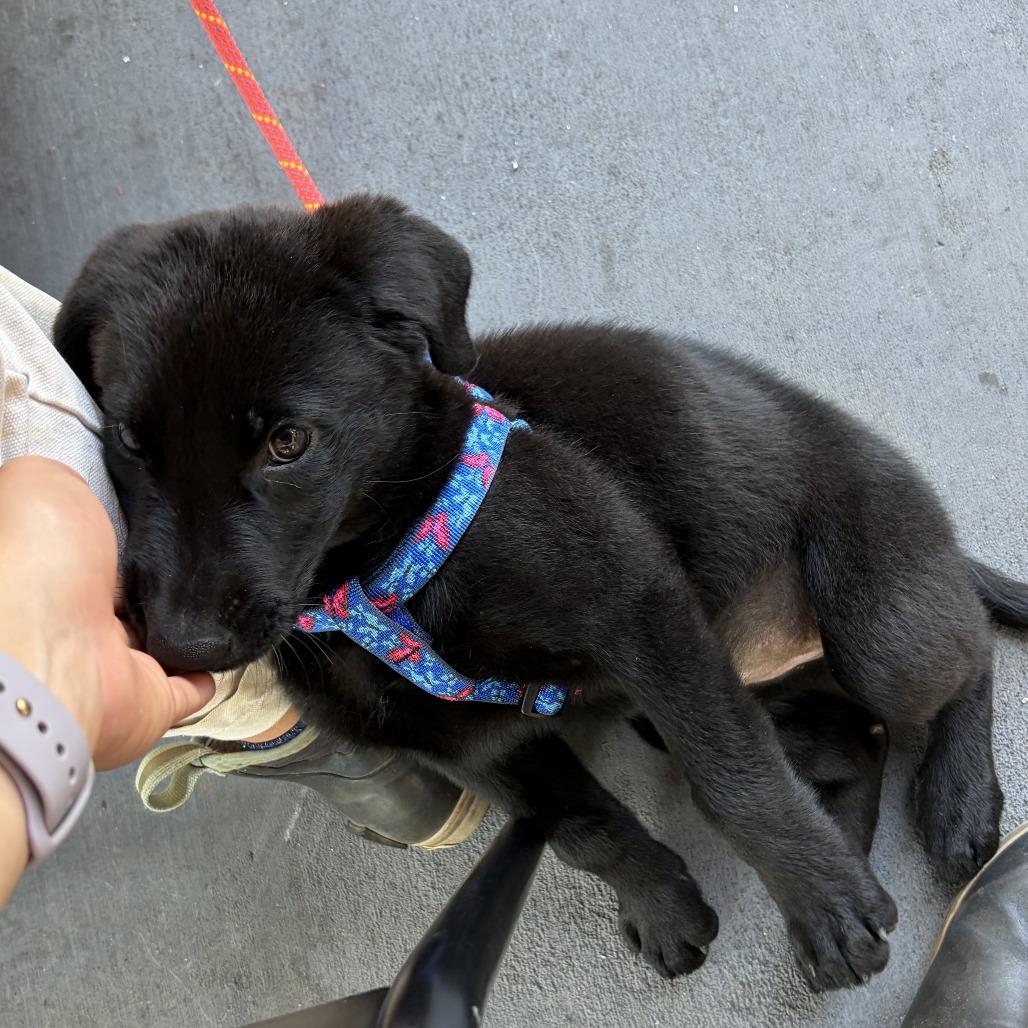 Sadie, Adoptable, Puppy Female Labrador Retriever.