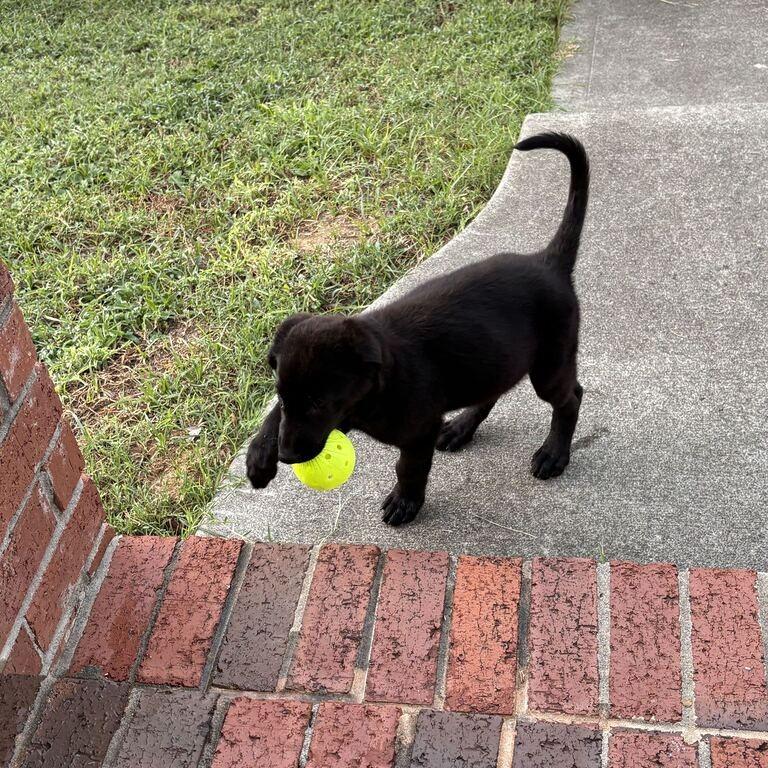 Enlarge Sadie, a Adoptable Labrador Retriever in Raleigh, NC image 2/5