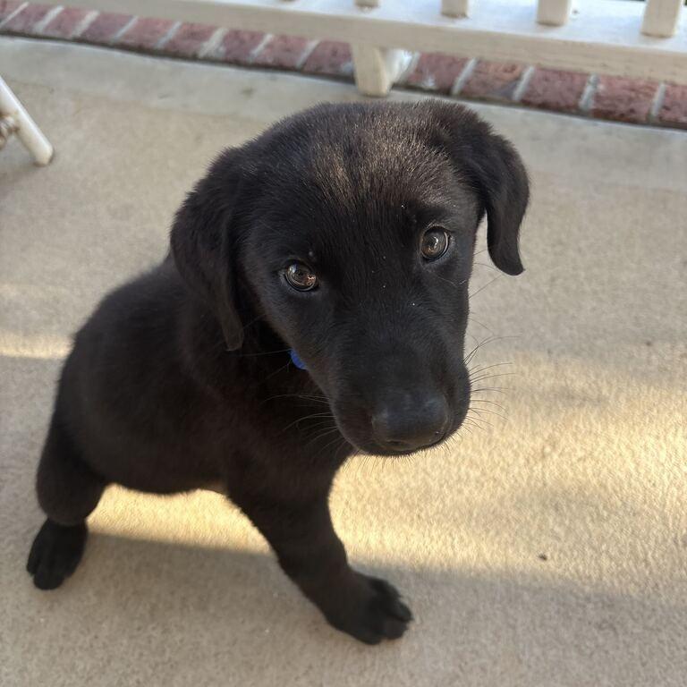 Enlarge Sadie, a Adoptable Labrador Retriever in Raleigh, NC image 3/5