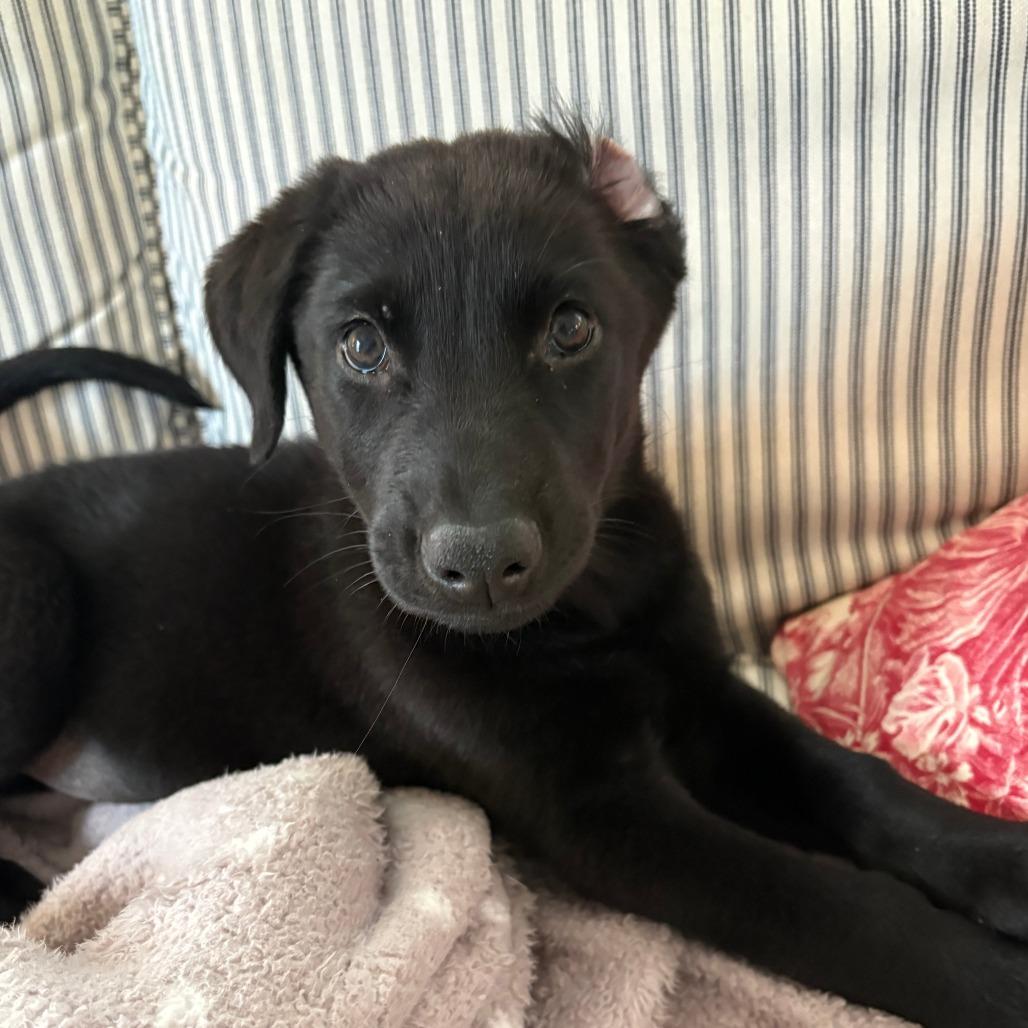 Enlarge Sadie, a Adoptable Labrador Retriever in Raleigh, NC image 4/5