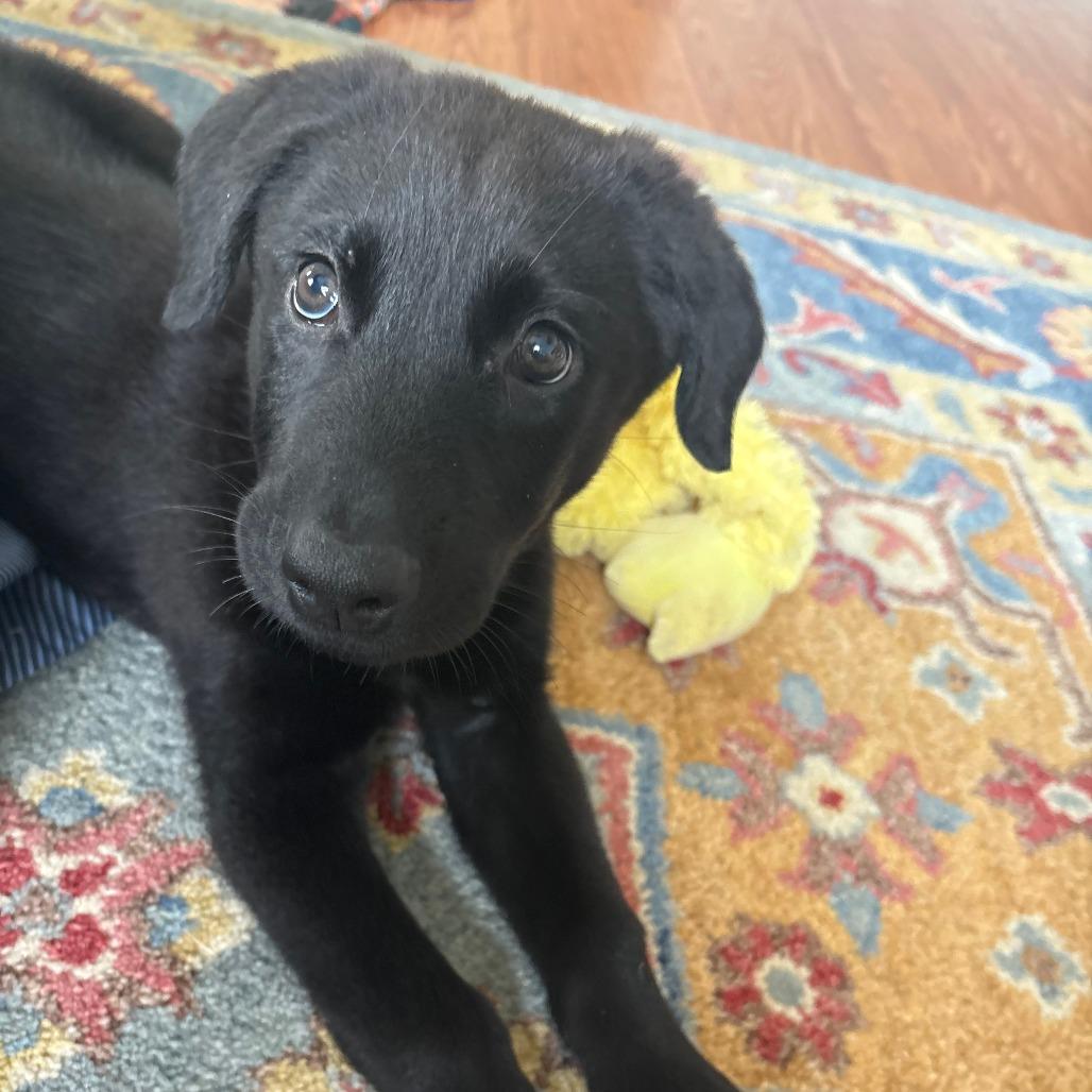Enlarge Sadie, a Adoptable Labrador Retriever in Raleigh, NC image 5/5