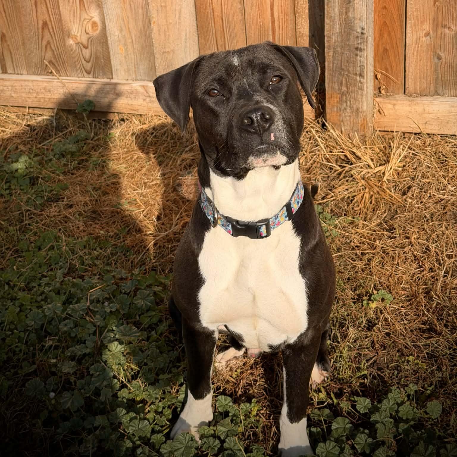 Rio, Adoptable, Adult Male Pit Bull Terrier.