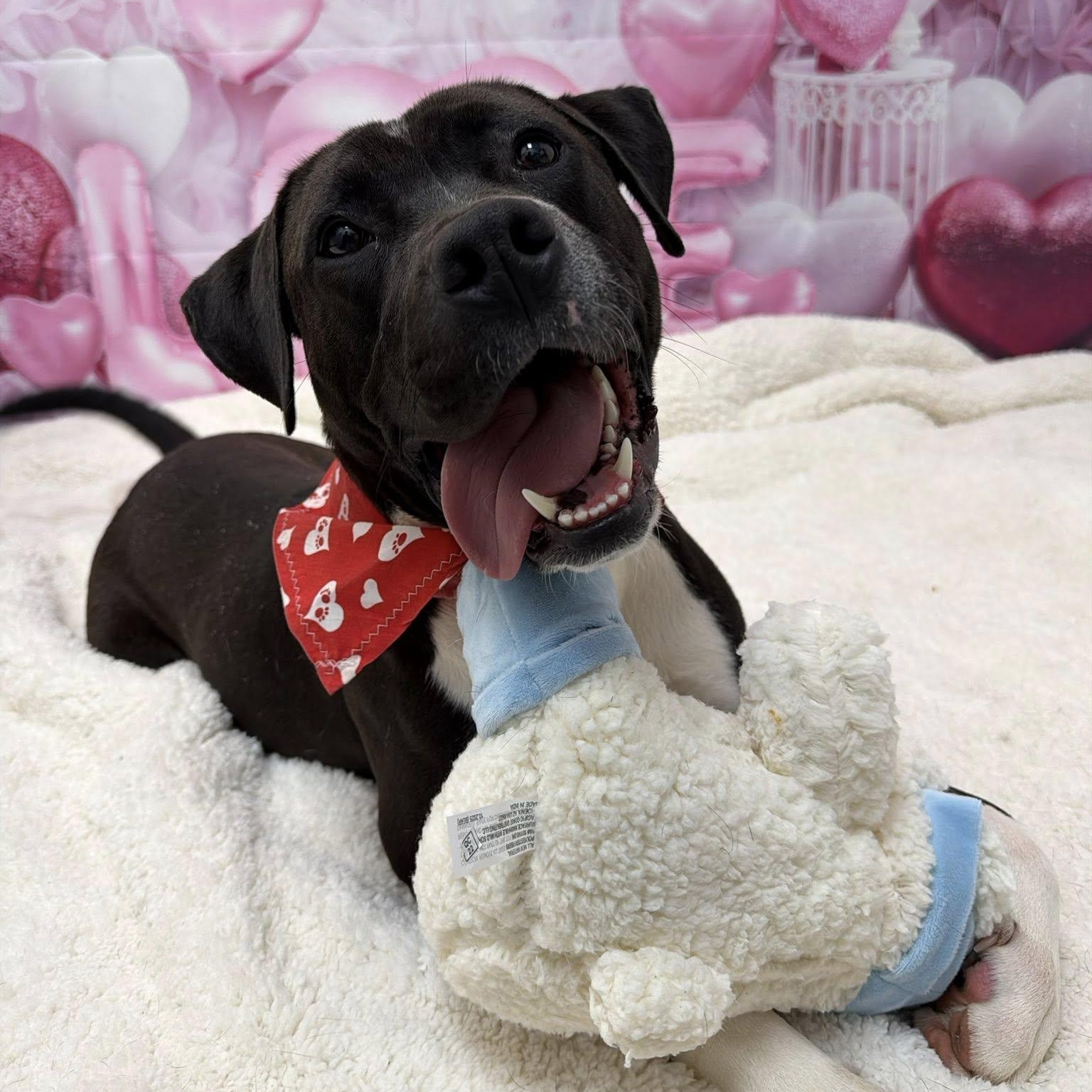 Enlarge Rio, a Adoptable mixed breed in Martinsville, IN image 1/6