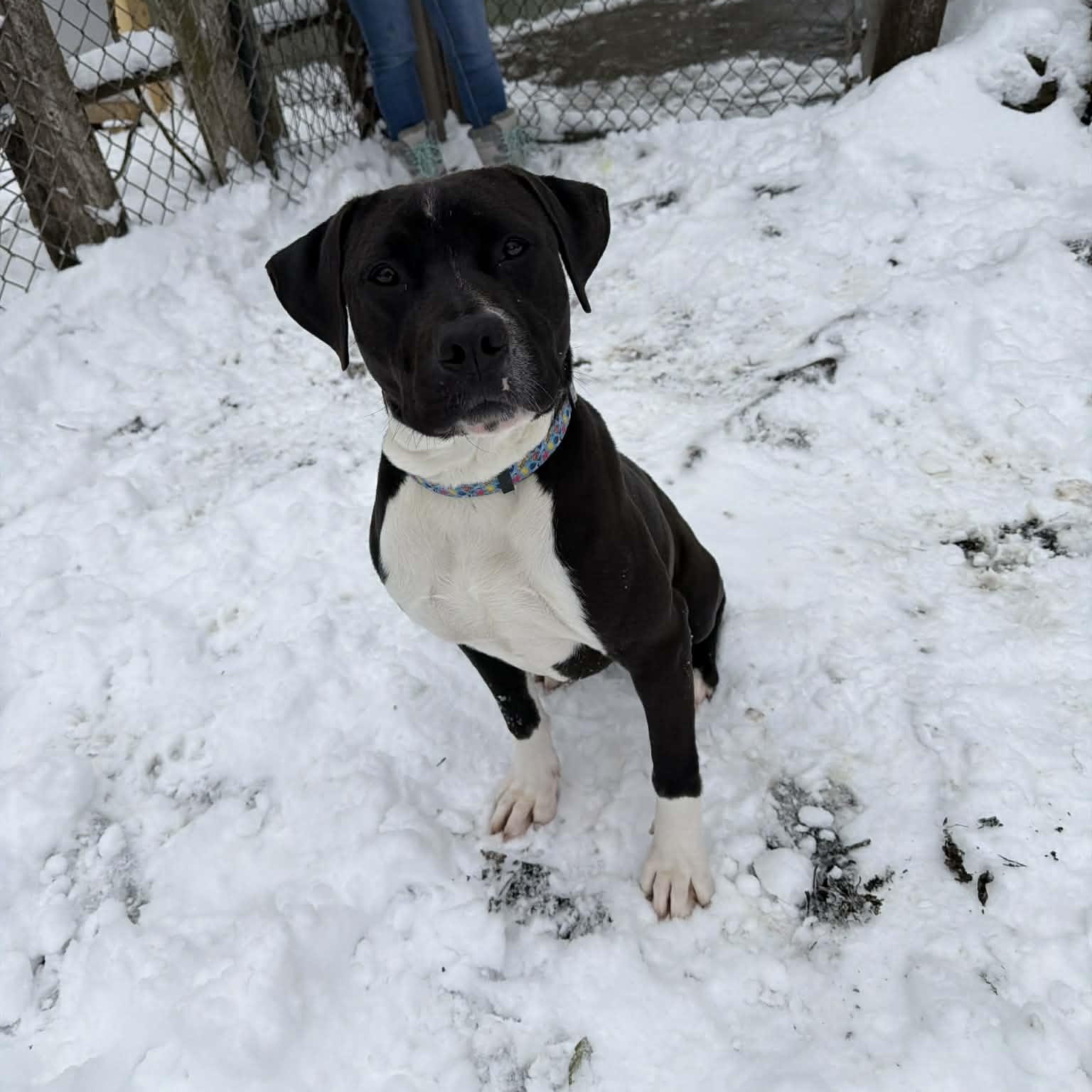 Enlarge Rio, a Adoptable mixed breed in Martinsville, IN image 2/5