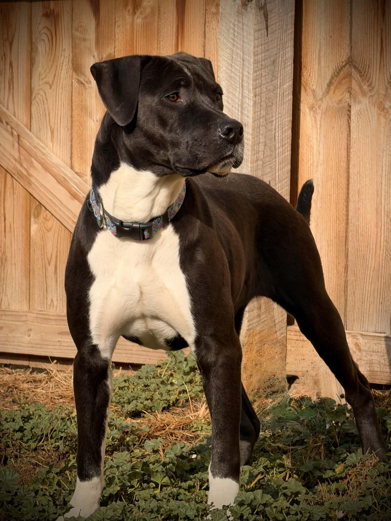 Rio, a Adoptable mixed breed in Martinsville, IN image 2/3