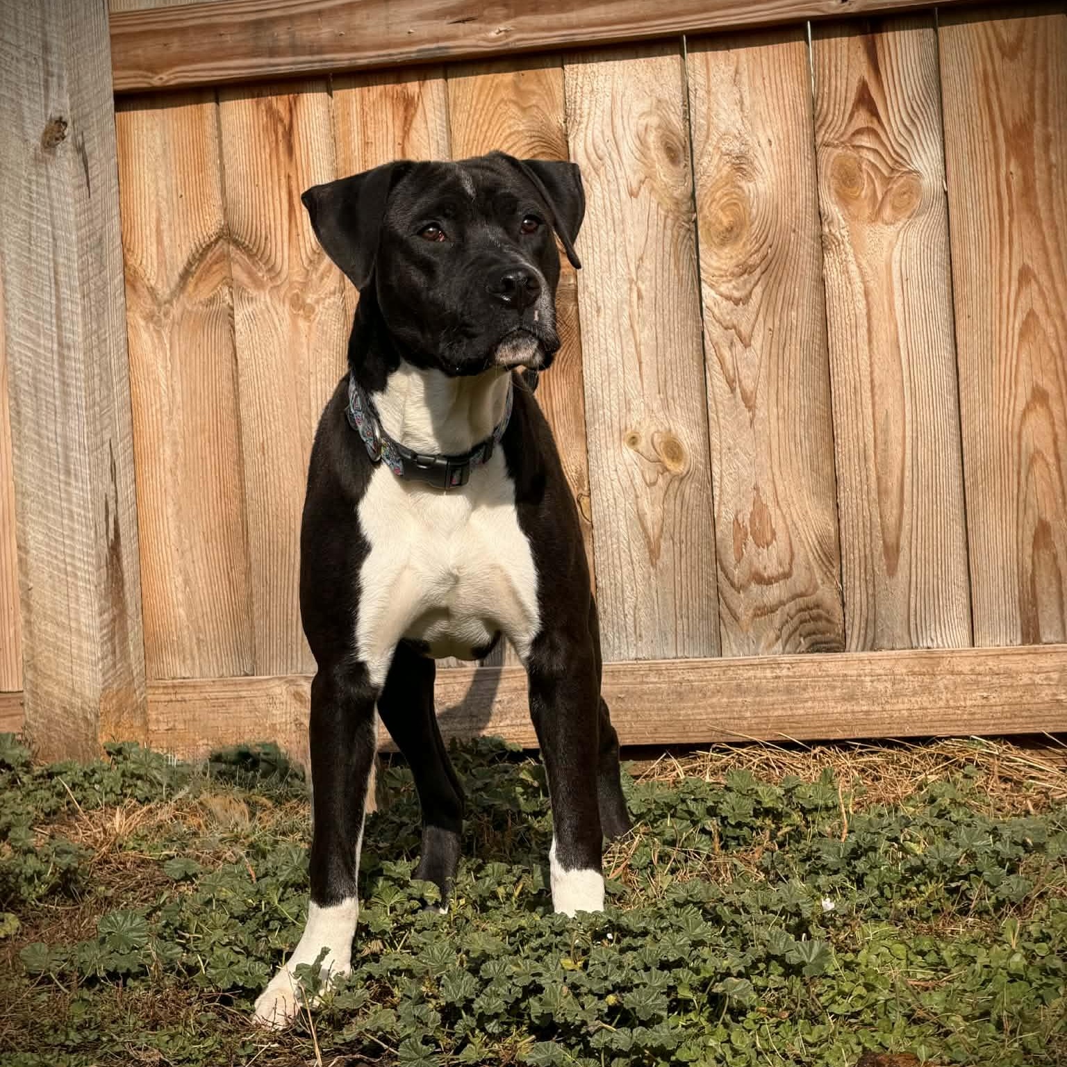 Rio, a Adoptable mixed breed in Martinsville, IN image 3/3