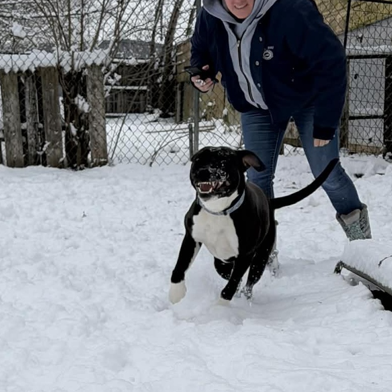 Enlarge Rio, a Adoptable mixed breed in Martinsville, IN image 5/5