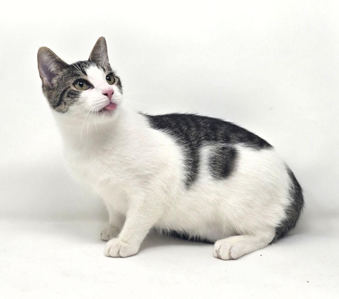 Wilson, Adoptable, Young Male American Shorthair.