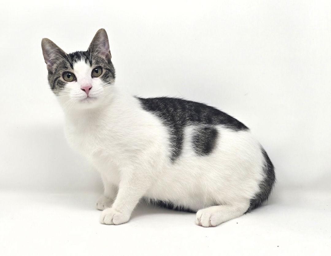 Wilson, a Adopted American Shorthair in Crompond, NY image 2/3