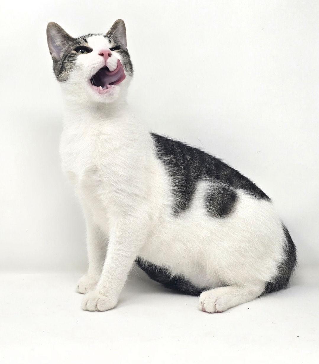 Wilson, a Adopted American Shorthair in Crompond, NY image 3/3