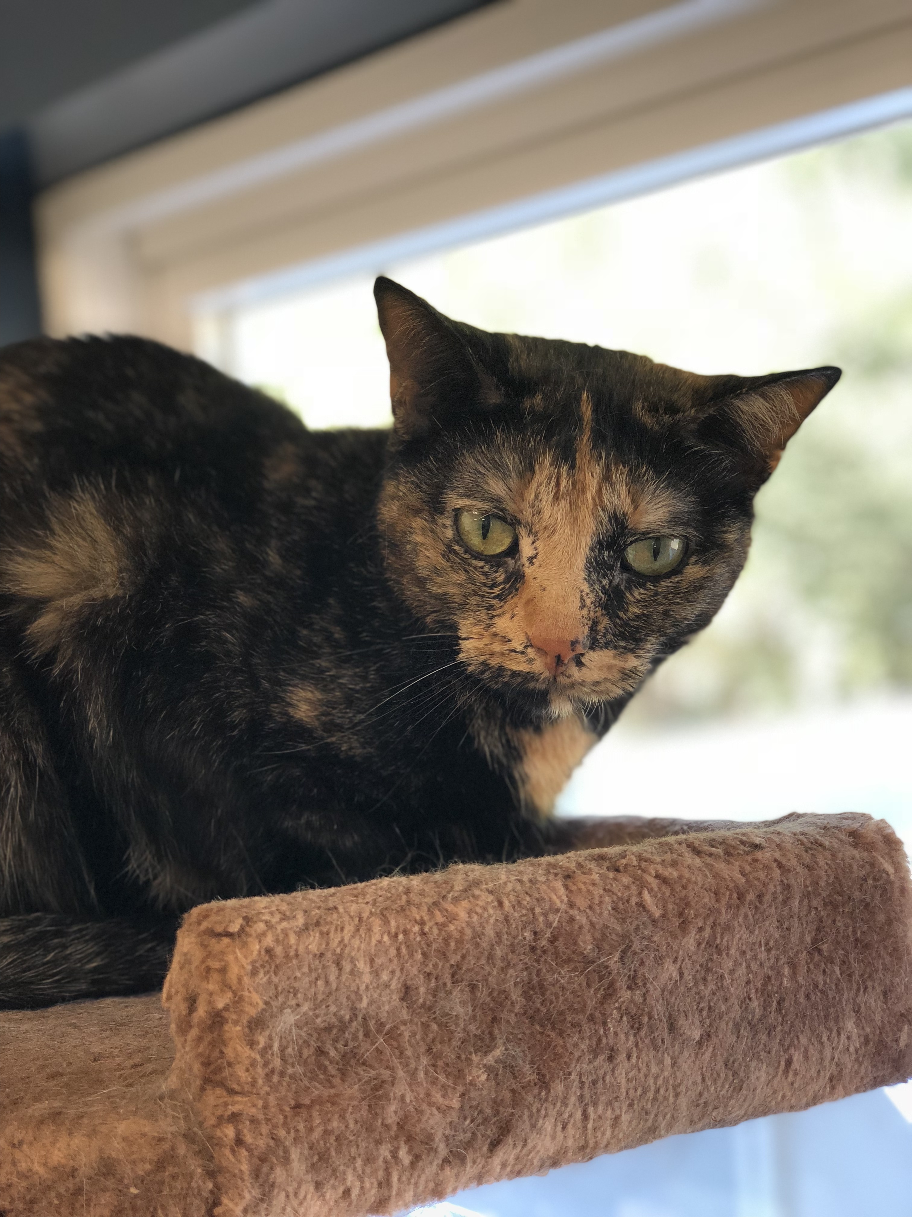 Enlarge Mia, a Adoptable Domestic Short Hair in North Haven, CT image 1/2