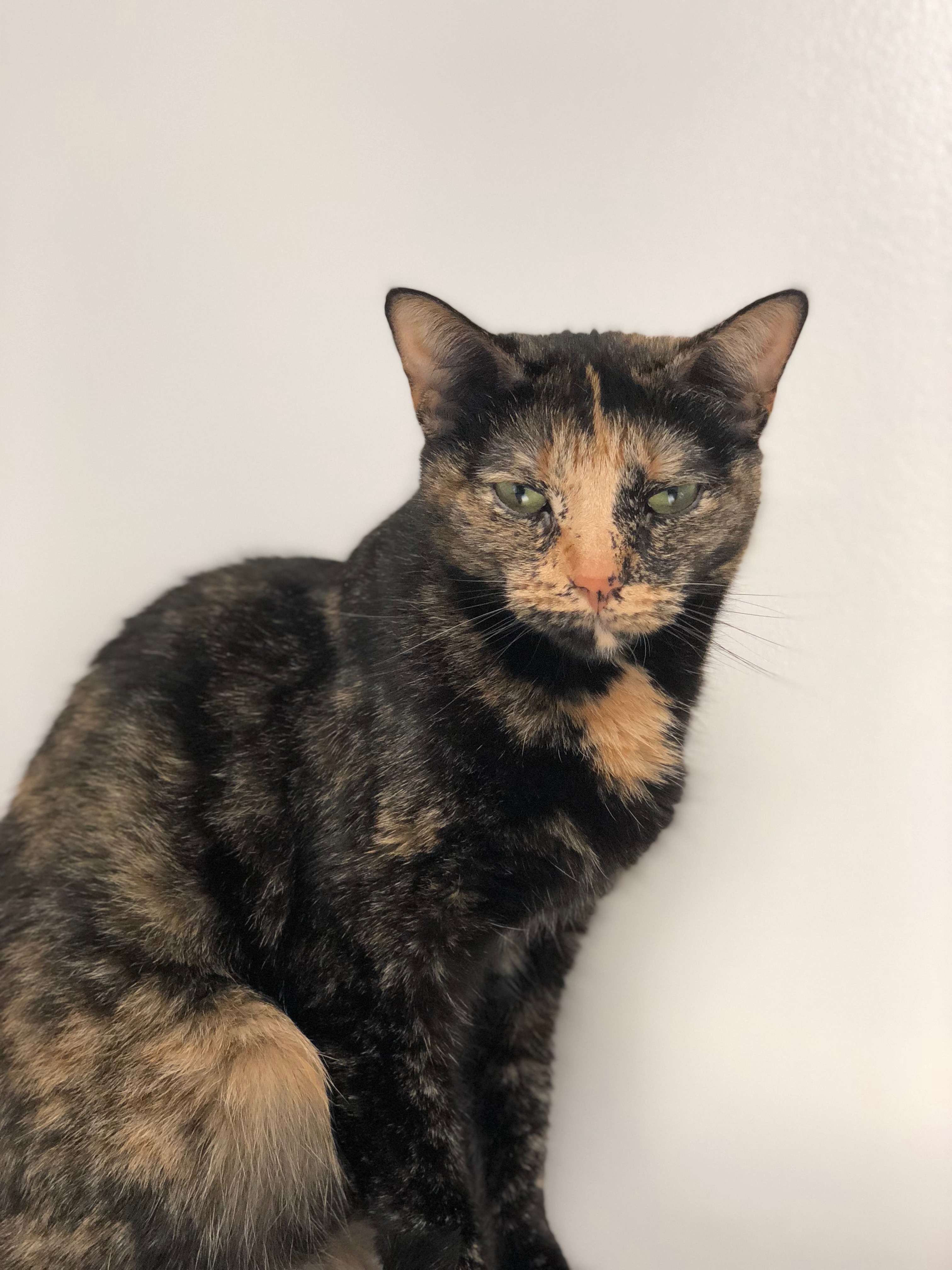 Enlarge Mia, a Adoptable Domestic Short Hair in North Haven, CT image 2/2