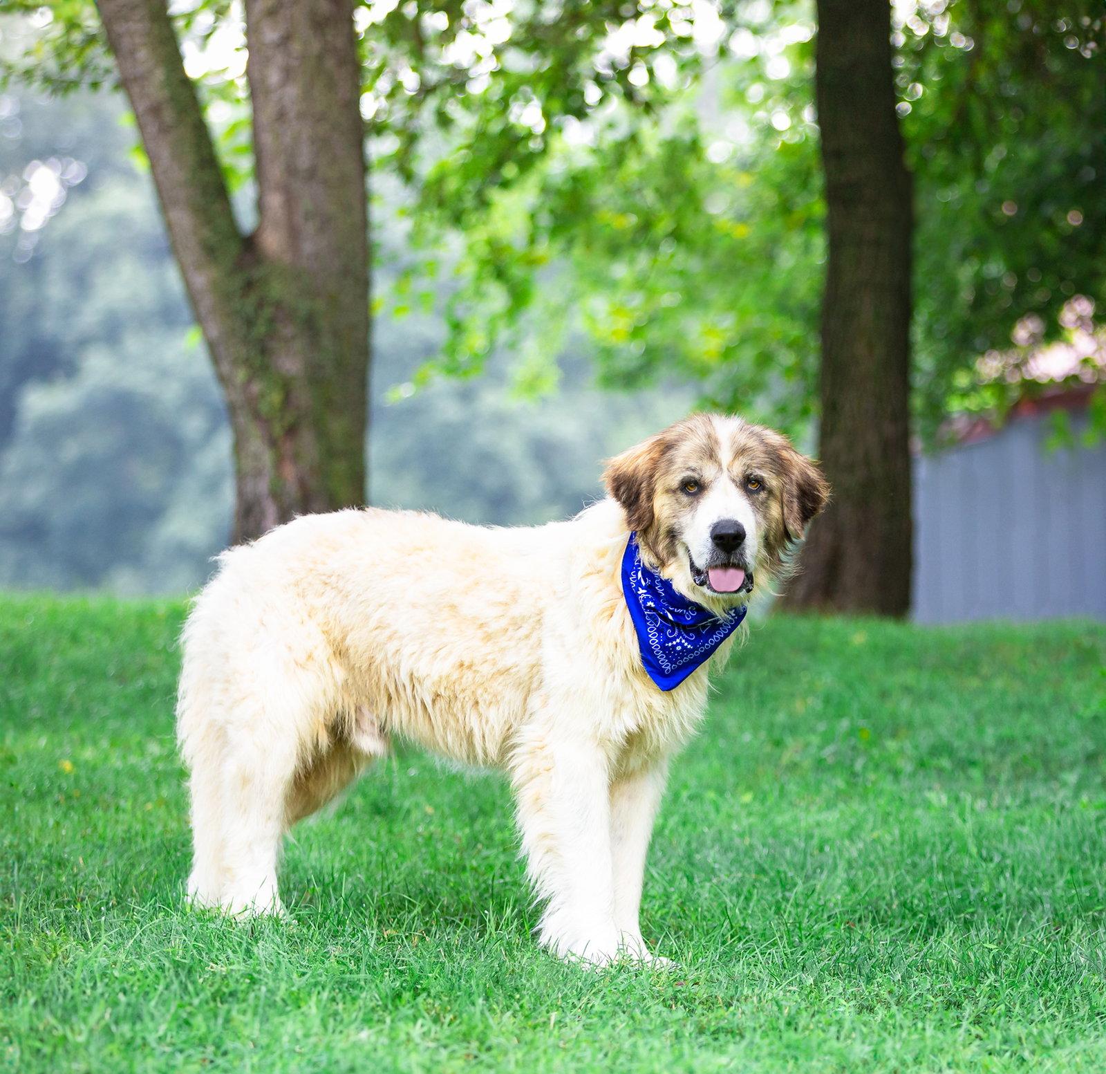 Enlarge Levi, a Adoptable Great Pyrenees in Coatesville, PA image 2/3