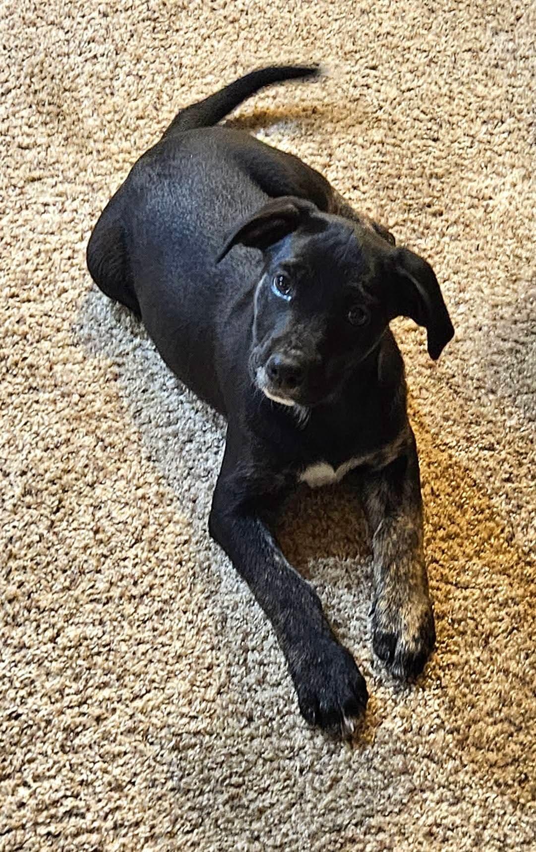 Faith, an adopted mixed breed in Sioux City, IA image 3/3