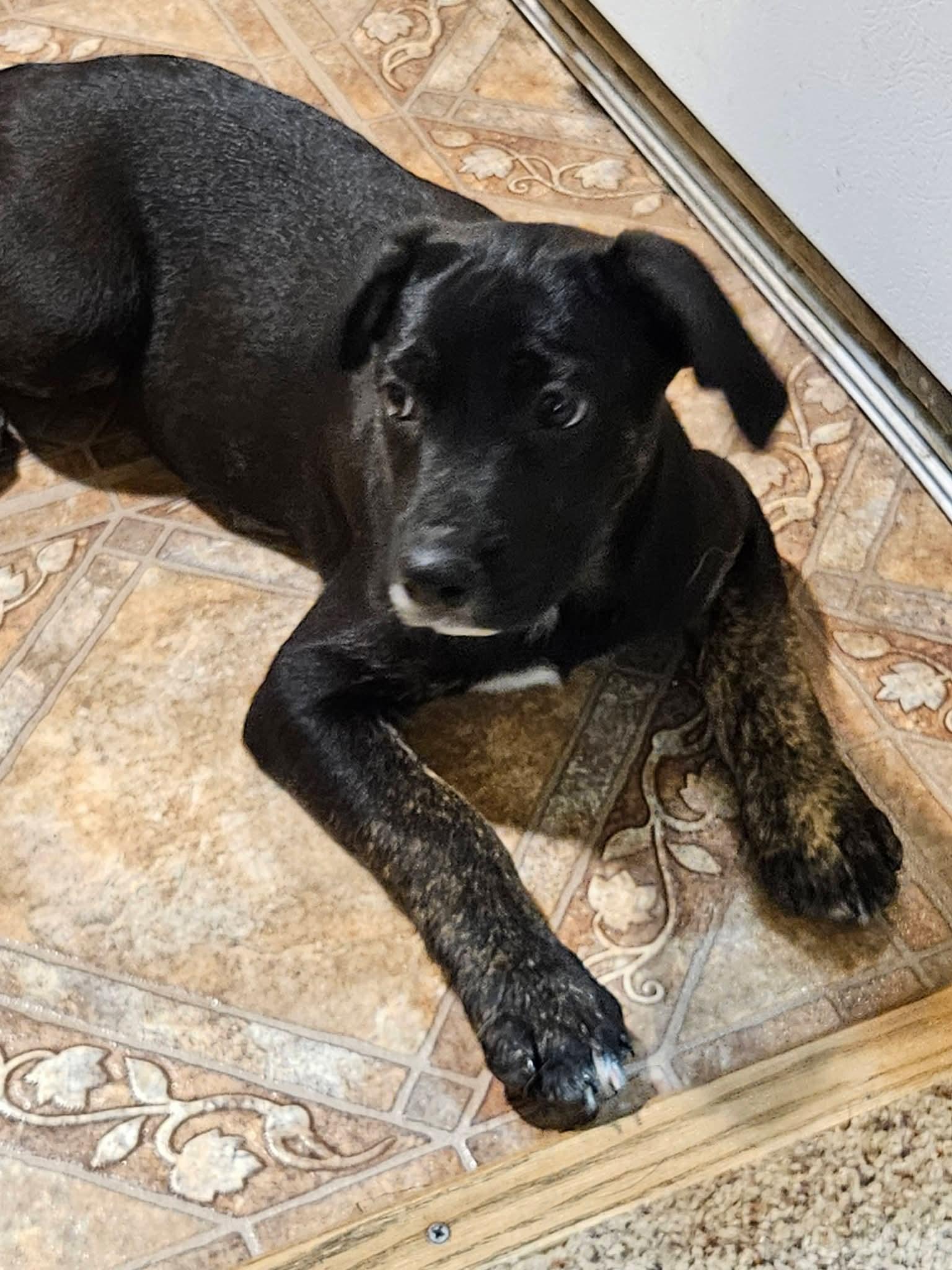 Faith, adopted, Puppy Female Shepherd & Black Labrador Retriever.