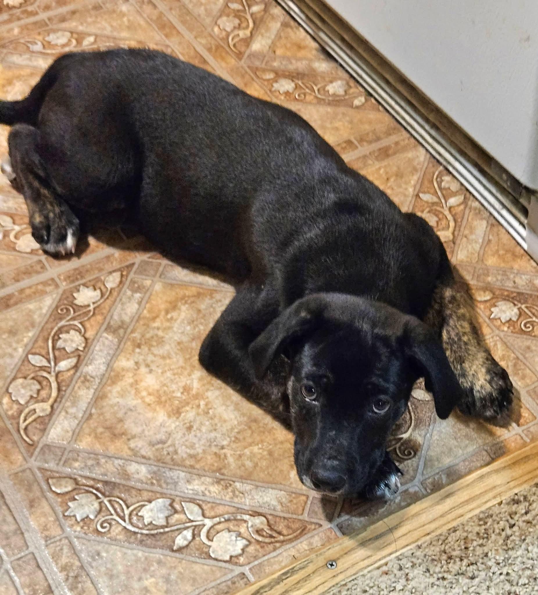 Faith, an adopted mixed breed in Sioux City, IA image 2/3