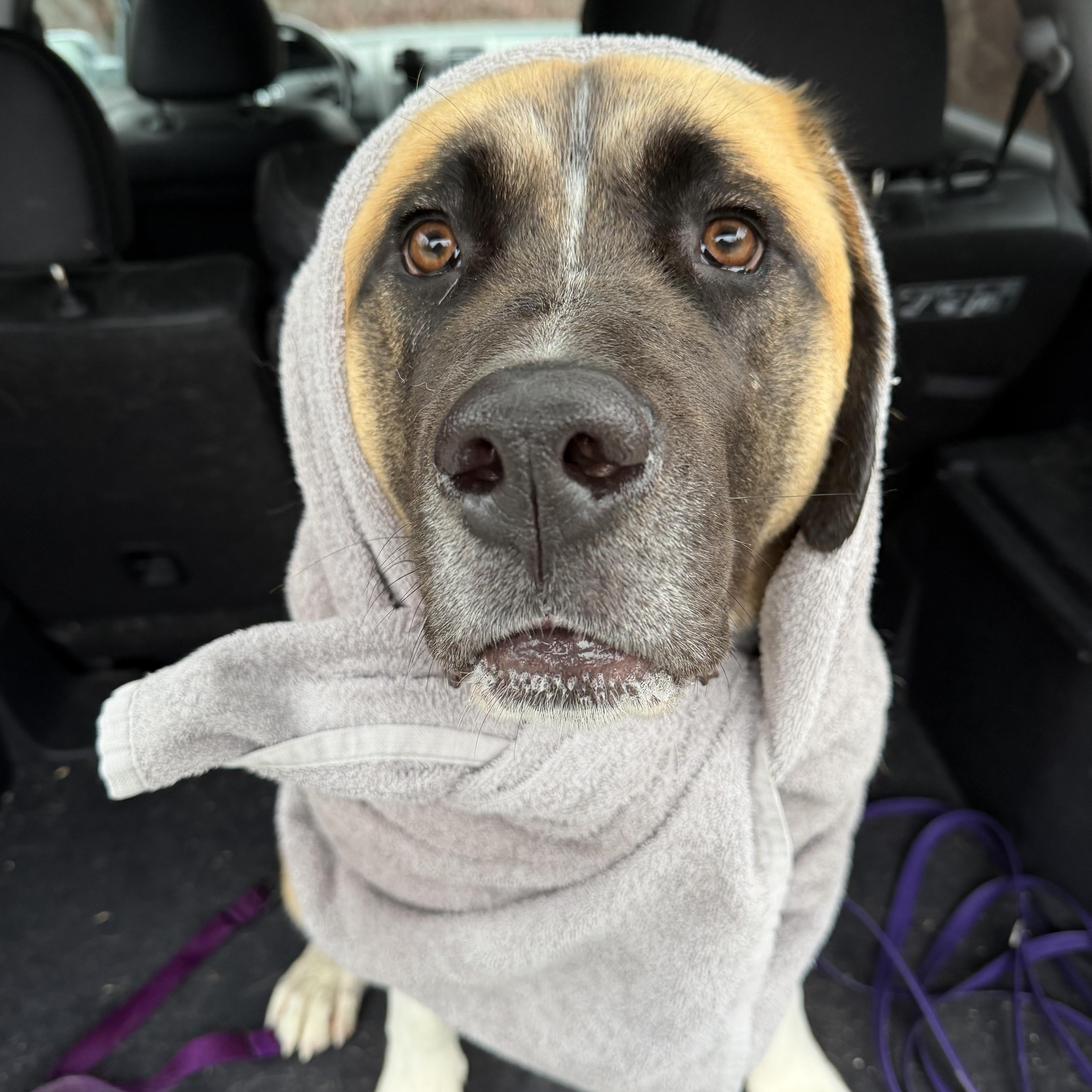 Juno, a ADOPTABLE mixed breed in PEMBERTON, BC image 4/6