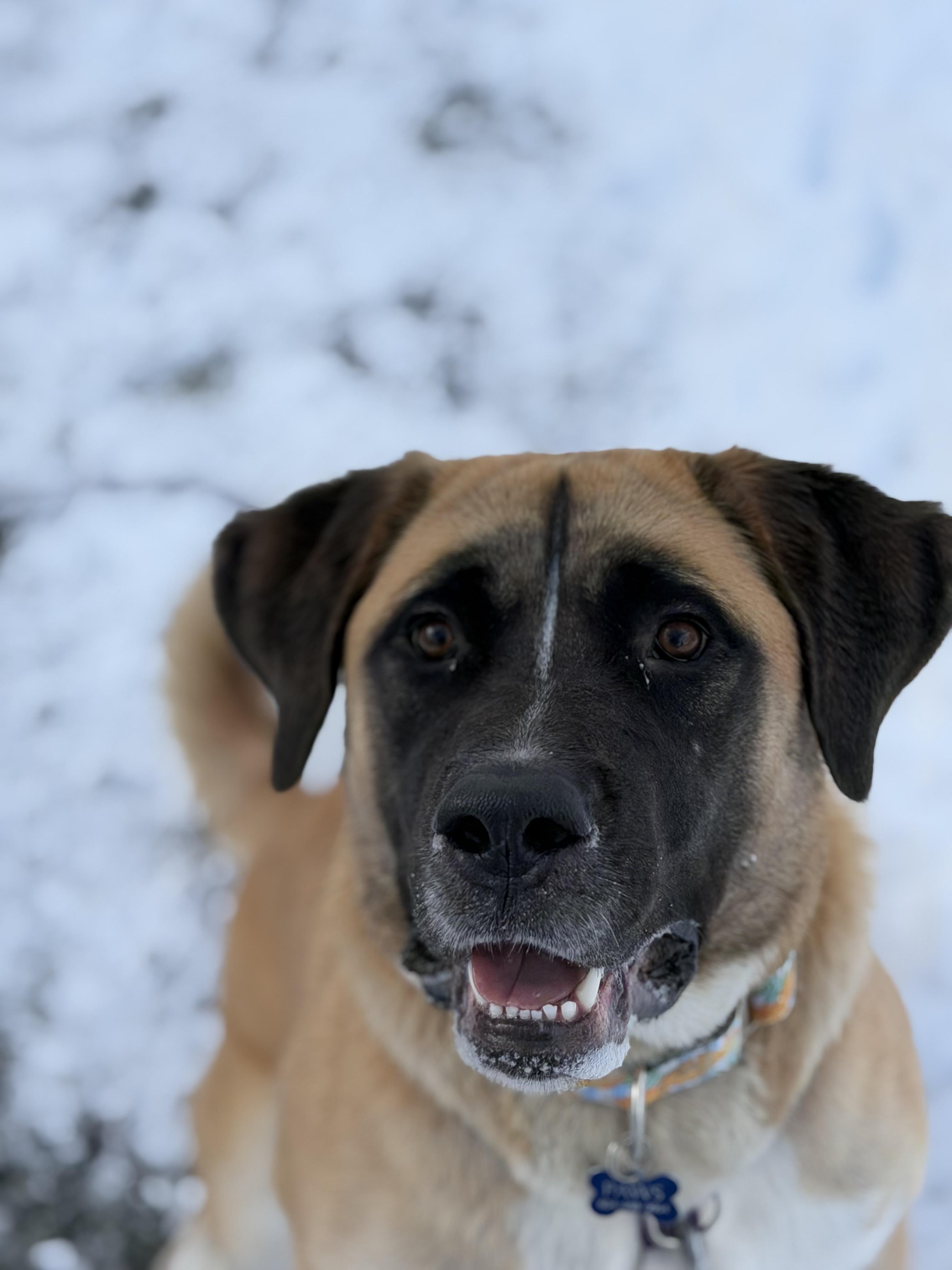 Juno, a ADOPTABLE mixed breed in PEMBERTON, BC image 5/6