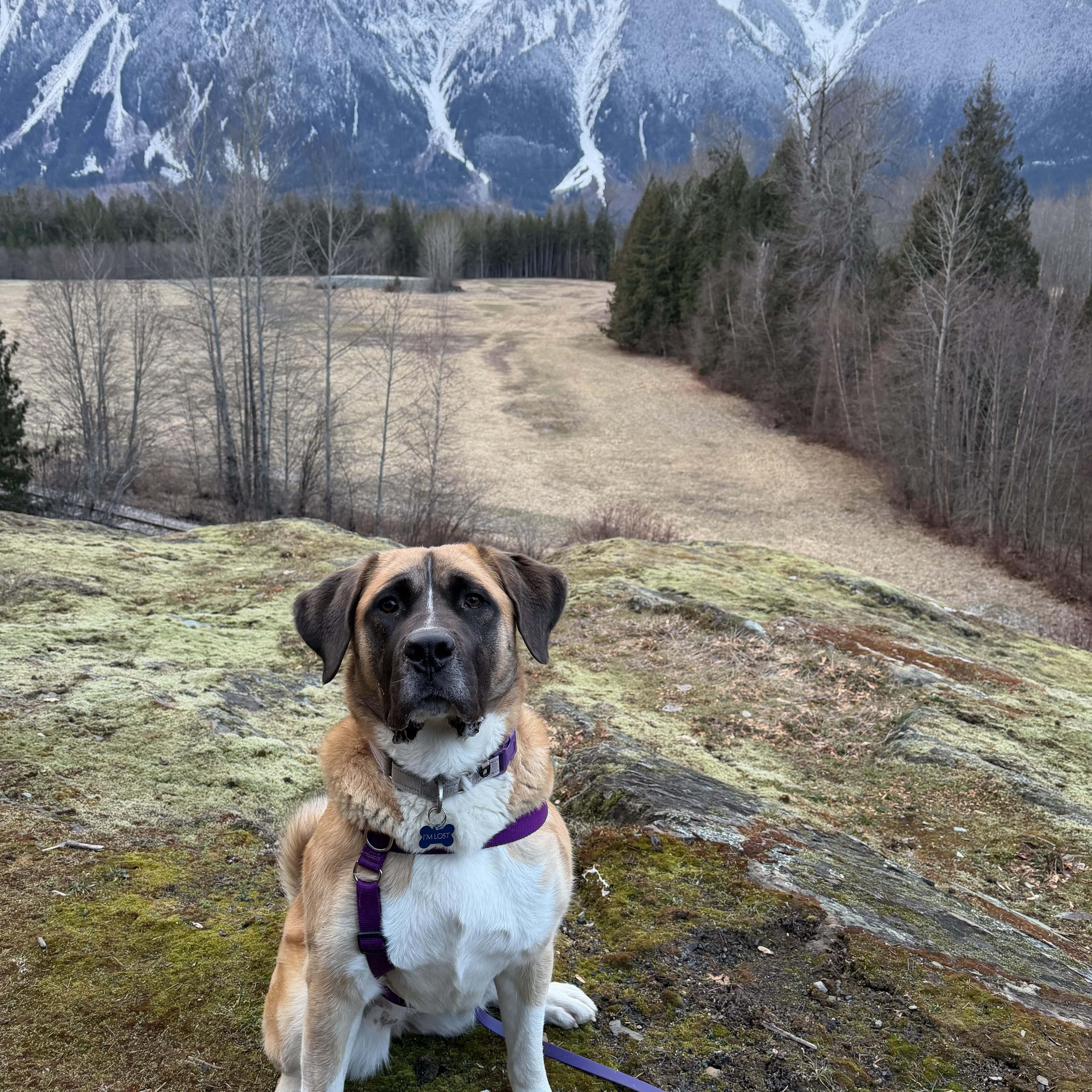 Juno, a ADOPTABLE mixed breed in PEMBERTON, BC image 3/6