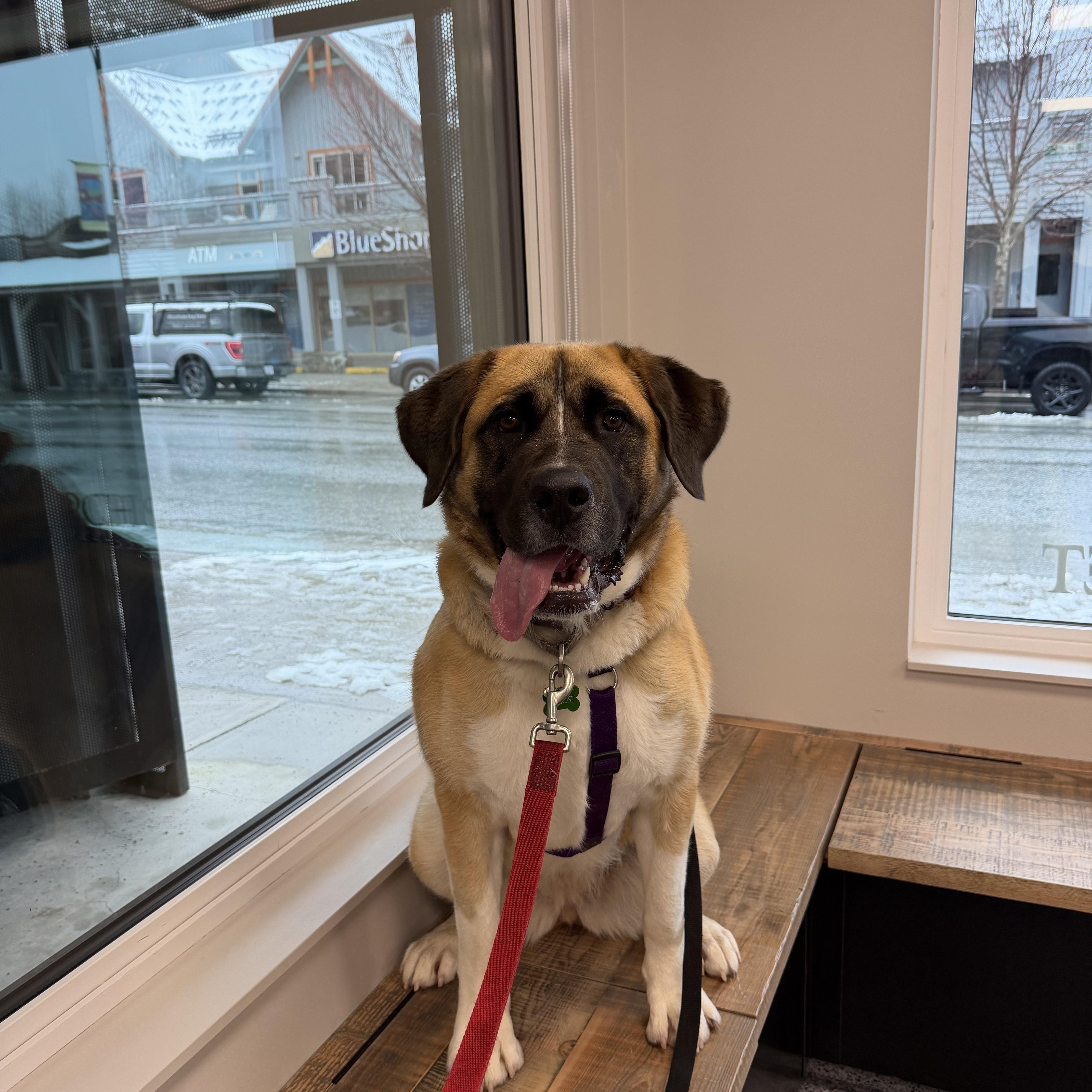 Juno, ADOPTABLE, Young Female Saint Bernard.