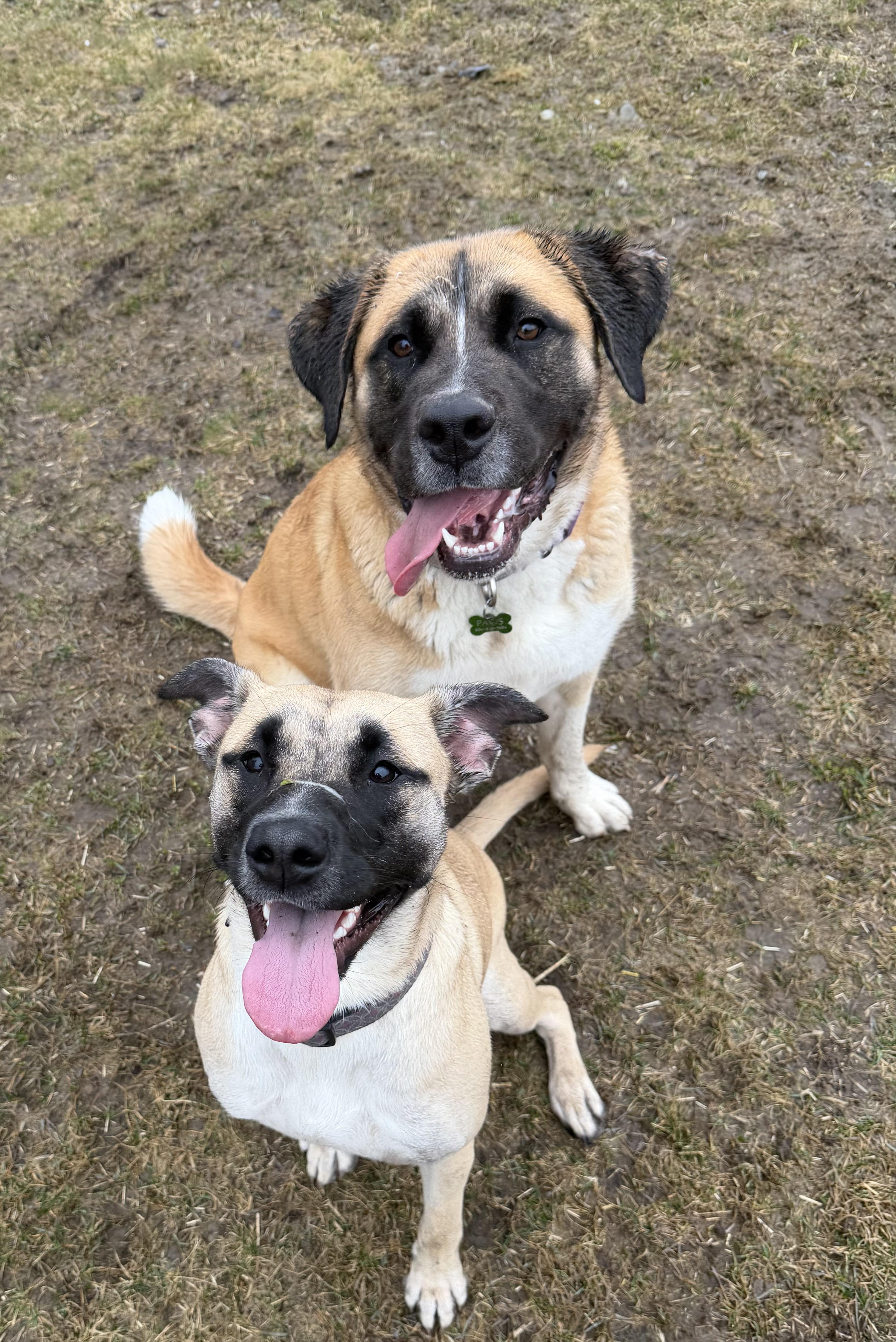 Juno, a ADOPTABLE mixed breed in PEMBERTON, BC image 6/6