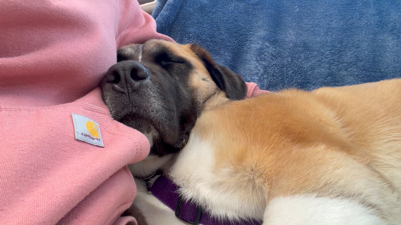 Enlarge Juno, a ADOPTABLE mixed breed in PEMBERTON, BC video 2/6