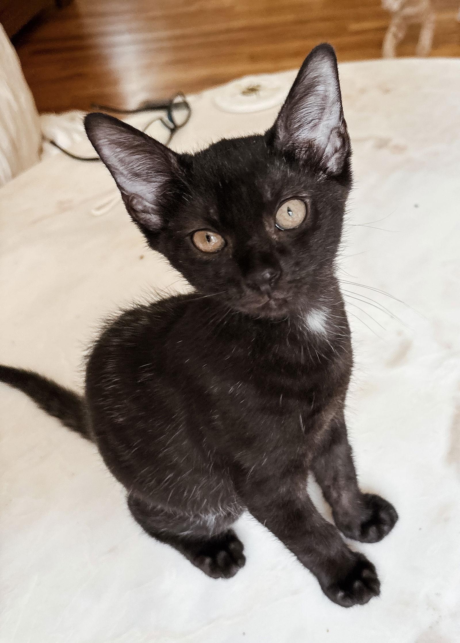 Blink, a Adopted American Shorthair in Crompond, NY image 1/3