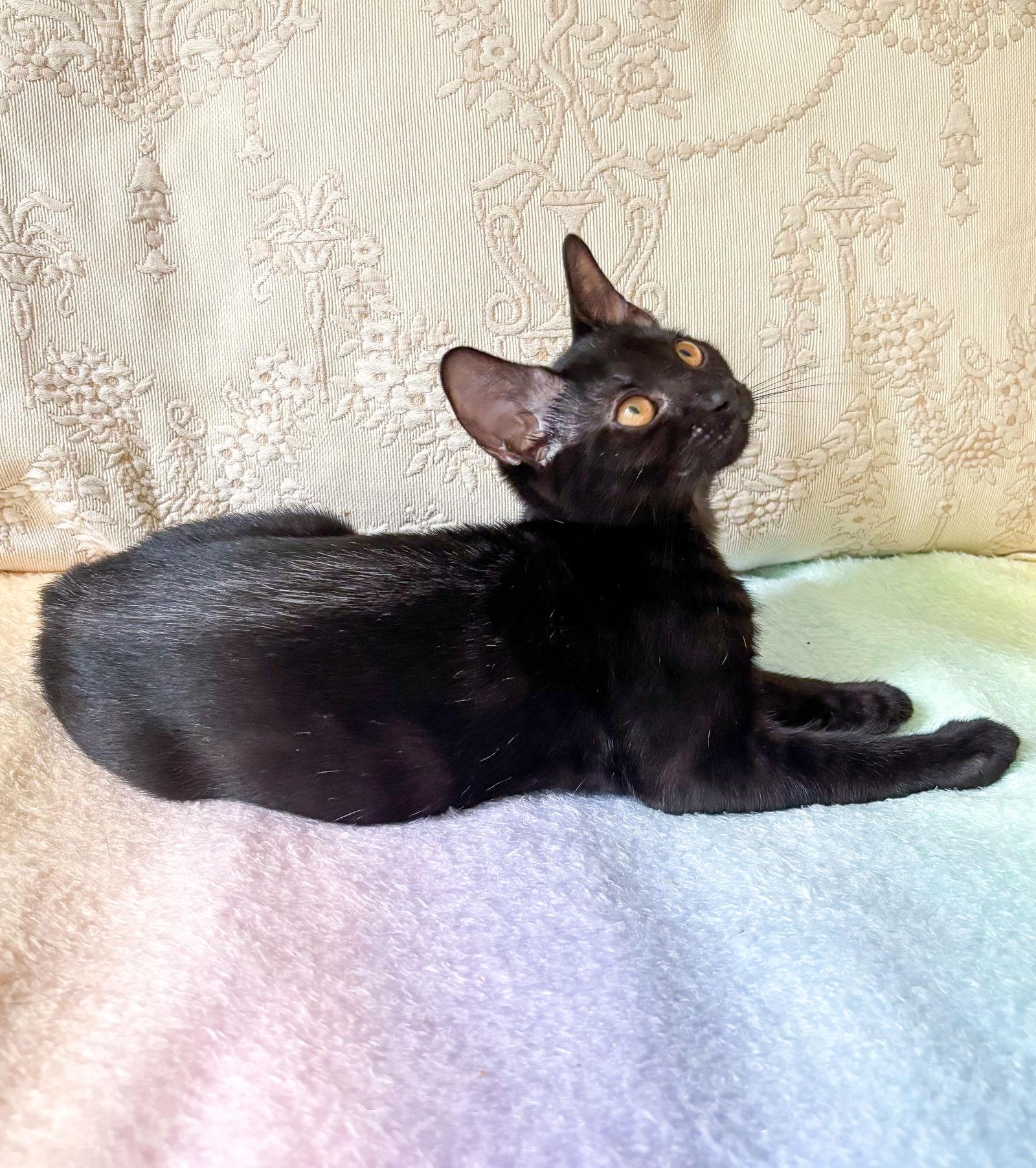 Blink, a Adopted American Shorthair in Crompond, NY image 2/3