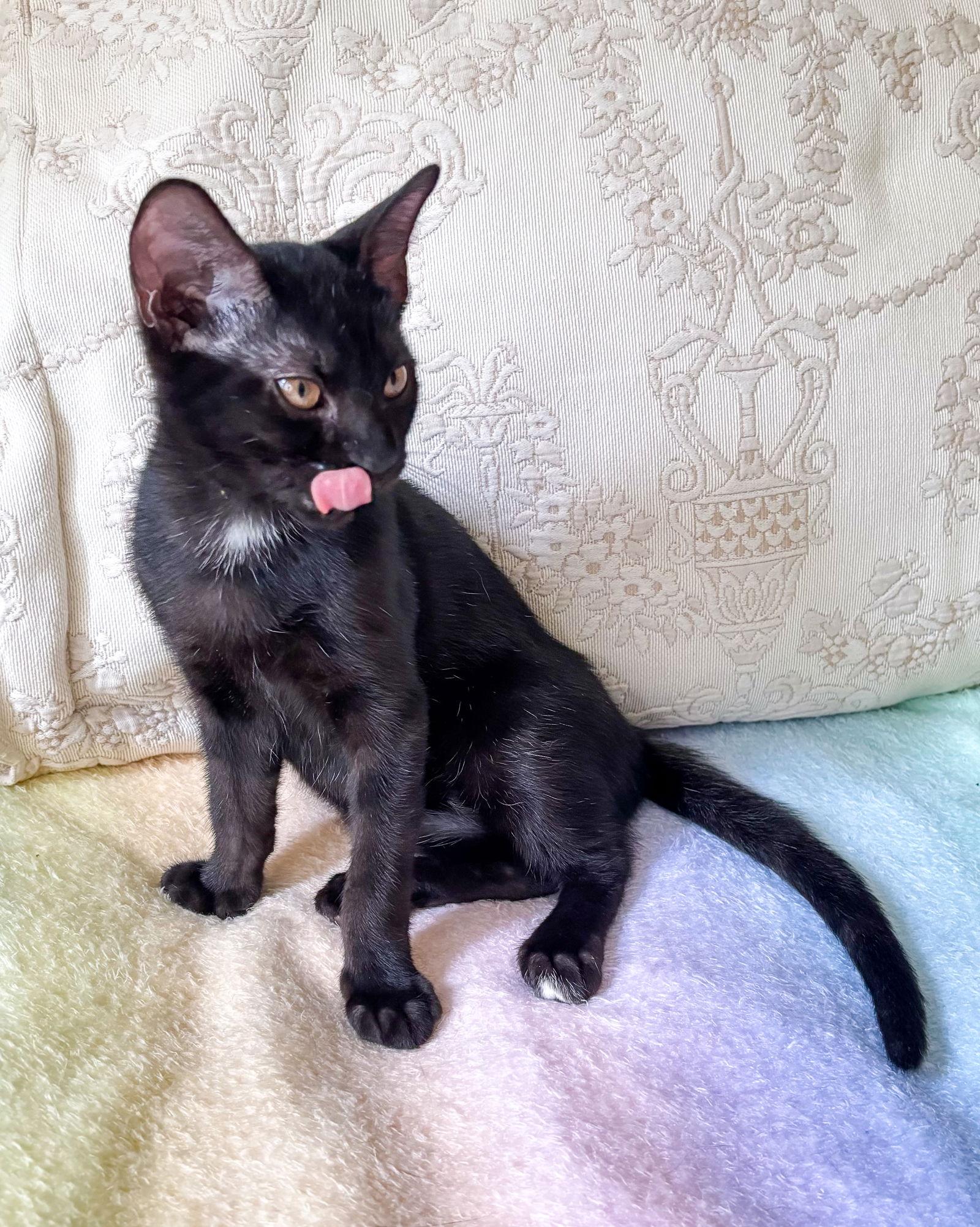 Blink, a Adopted American Shorthair in Crompond, NY image 3/3