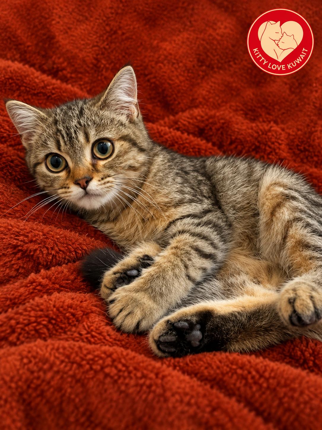 Charlie, Adoptable, Kitten Male Domestic Short Hair.