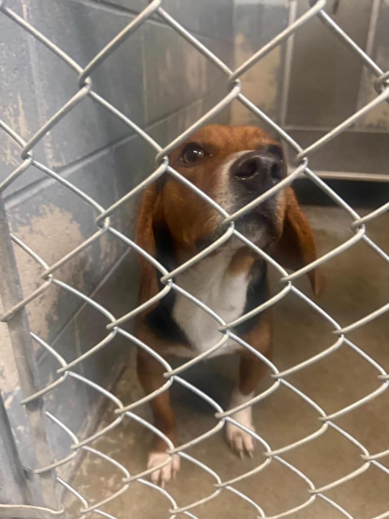 Dale, Adoptable, Young Male Hound.