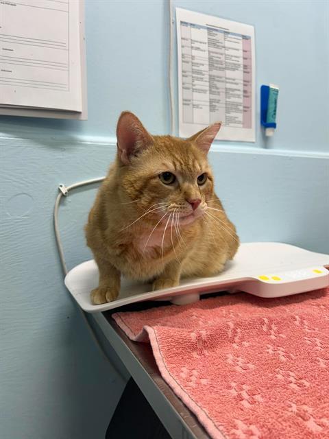 GATSBY, Adoptable, Adult Male Domestic Short Hair.