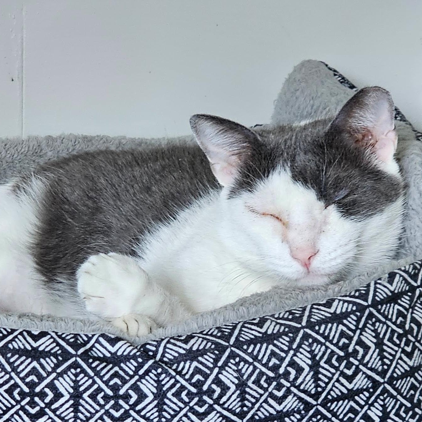 Ferrari, Adoptable, Adult Male Domestic Short Hair.