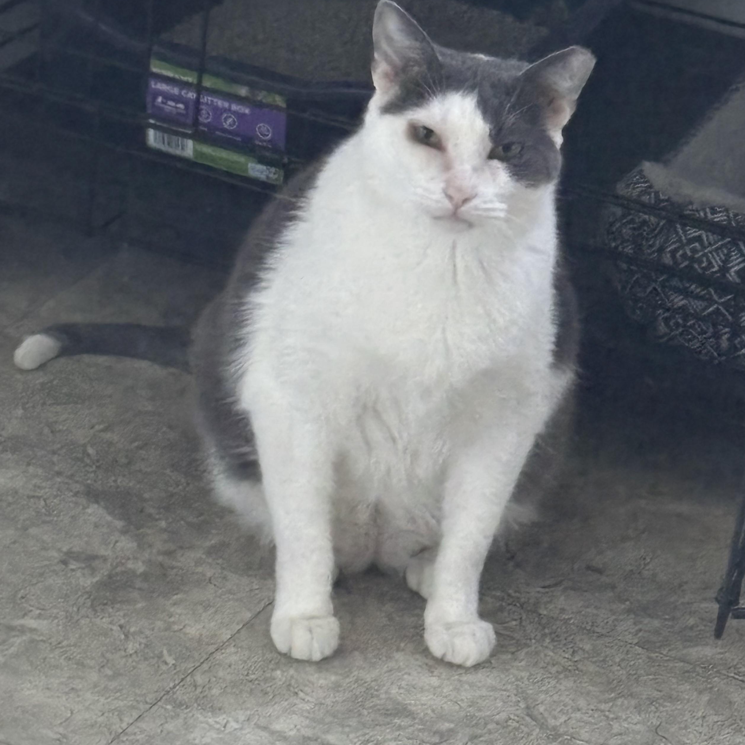 Ferrari, a Adoptable Domestic Short Hair in Statesboro, GA image 2/2