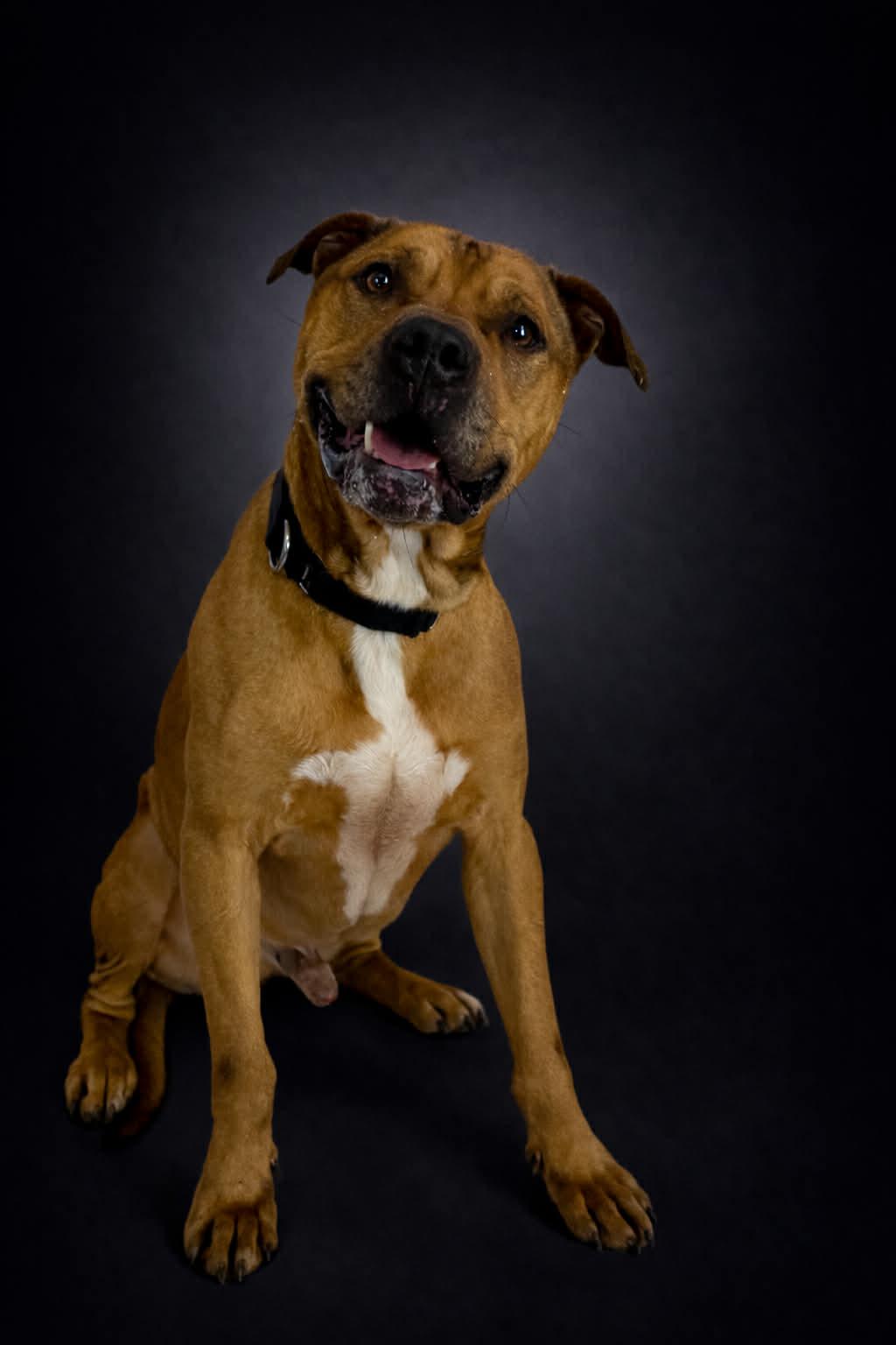 Enlarge Ducky, a ADOPTABLE mixed breed in Shelbyville, KY image 1/3