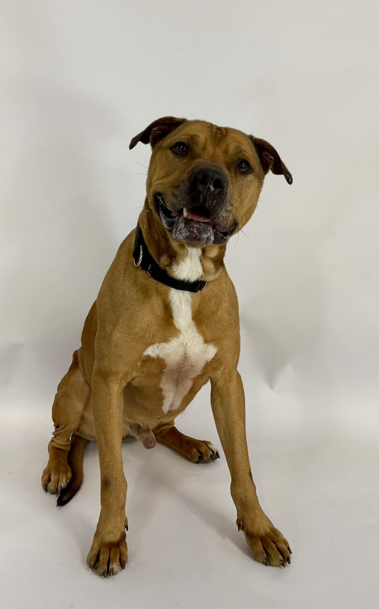 Enlarge Ducky, a ADOPTABLE mixed breed in Shelbyville, KY image 3/3