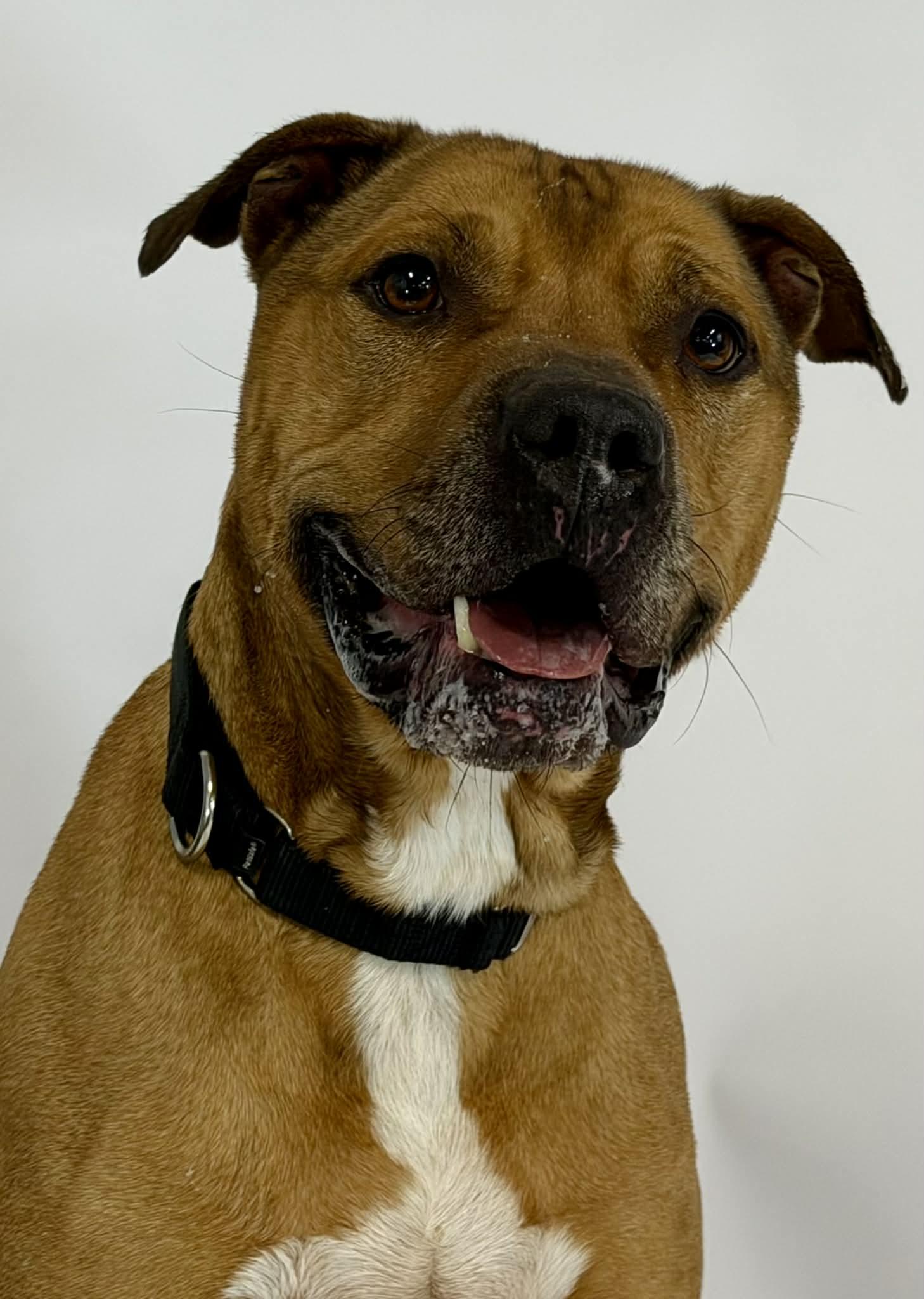 Enlarge Ducky, a ADOPTABLE mixed breed in Shelbyville, KY image 2/3