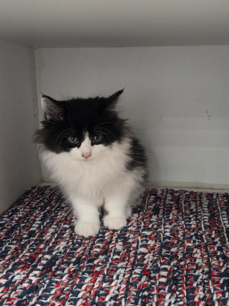 Martini, Adopted, Kitten Female Domestic Long Hair.