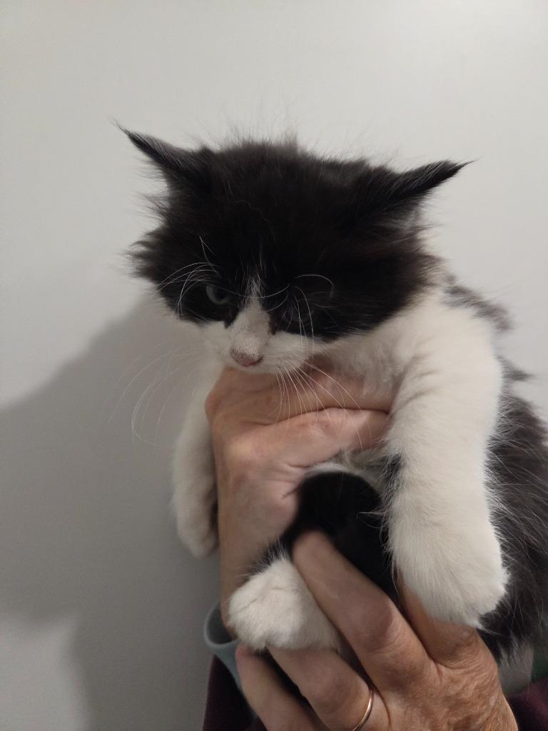 Enlarge Martini, a Adopted mixed breed in Lunenburg, VT image 2/2