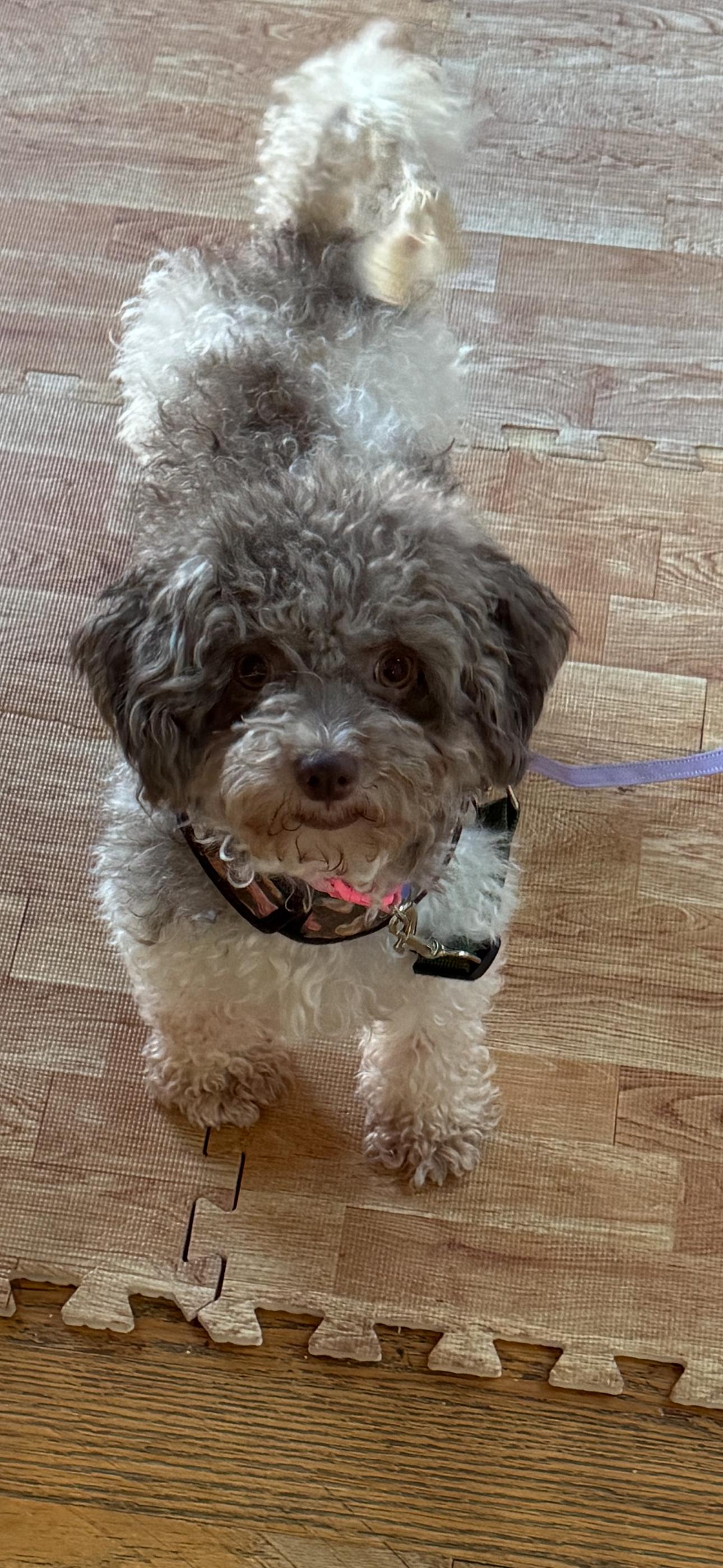 Enlarge Muffin in Summerville, South Carolina, a ADOPTABLE Havanese in Livonia, MI image 1/5