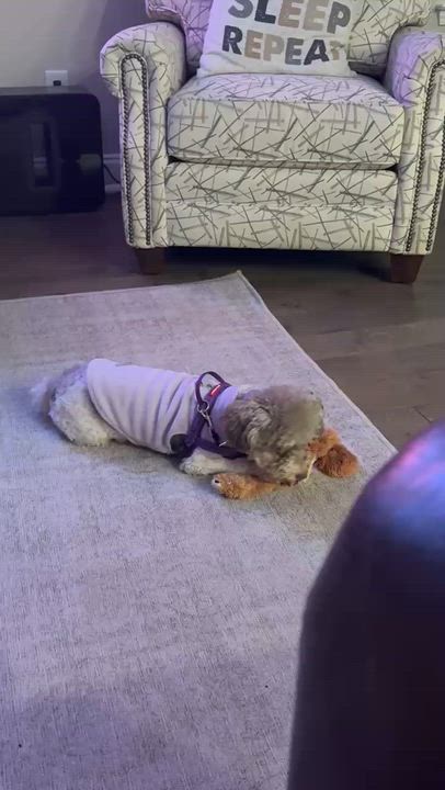 Enlarge Muffin in Summerville, South Carolina, a ADOPTABLE Havanese in Livonia, MI video 4/5