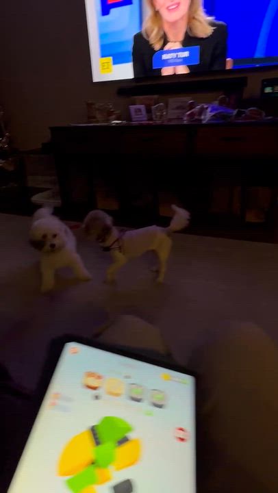 Enlarge Muffin in Summerville, South Carolina, a ADOPTABLE Havanese in Livonia, MI video 5/5