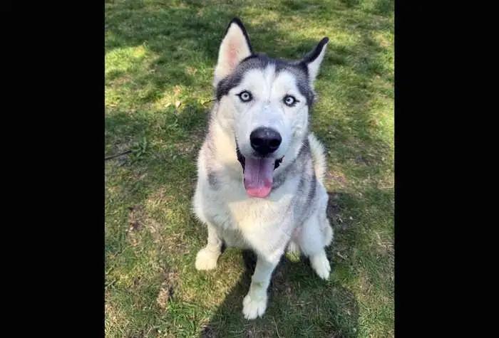 Zeus, Adoptable, Young Male Husky.