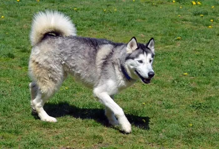Enlarge Zeus, a Adoptable Husky in Coupeville, WA image 3/3