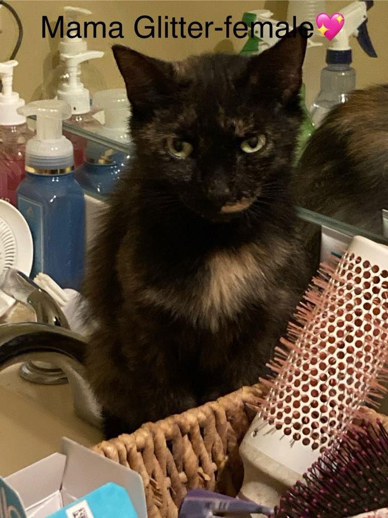 Glitter C Morris, Adoptable, Young Female Tortoiseshell.