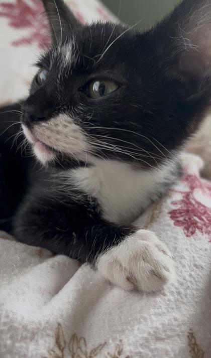 Rocky — thumbnail 3